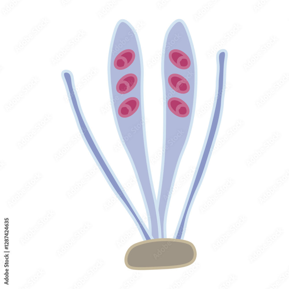 Ascospores Ascospores