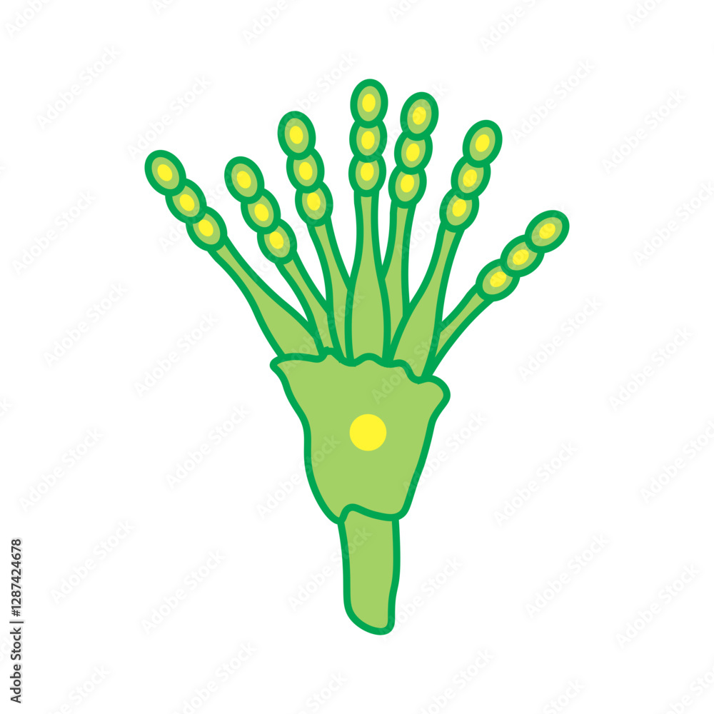 Conidia Conidia