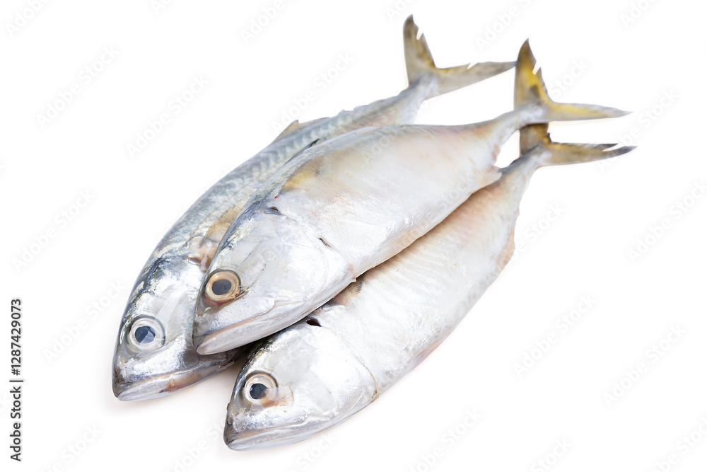 Pacific jack mackerel fish or Trachurus on white background. Pacific jack mackerel fish or Trachurus on white background.