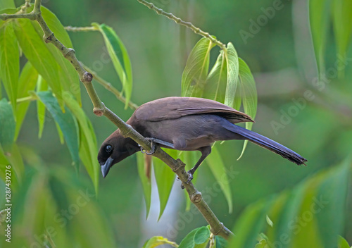 A Purplish Jay Searching in the Forest