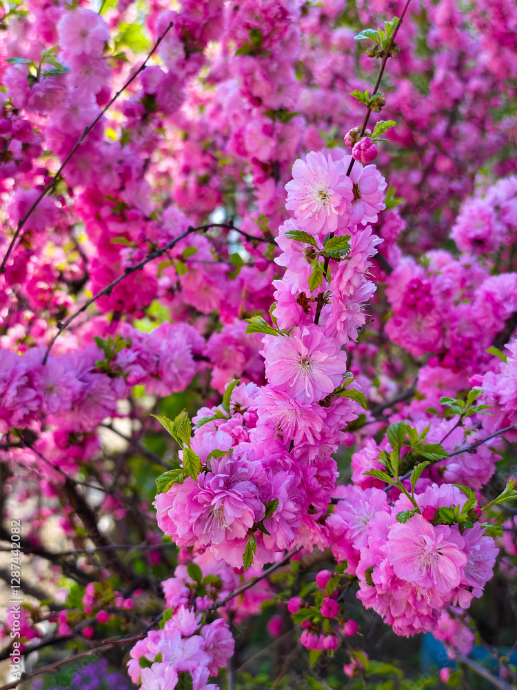 Close-up view of vibrant pink cherry blossoms in full bloom on a sunny day. the delicate flowers cover the branches, creating a vivid and lush scene, symbolizing the arrival of spring with their Close-up view of vibrant pink cherry blossoms in full bloom on a sunny day. the delicate flowers cover the branches, creating a vivid and lush scene, symbolizing the arrival of spring with their