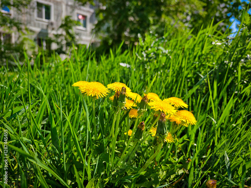 A cluster of vibrant yellow dandelions blooms amidst tall, lush green grass. the background shows an apartment building, adding an urban touch to this natural scene. the sunlight enhances the colors