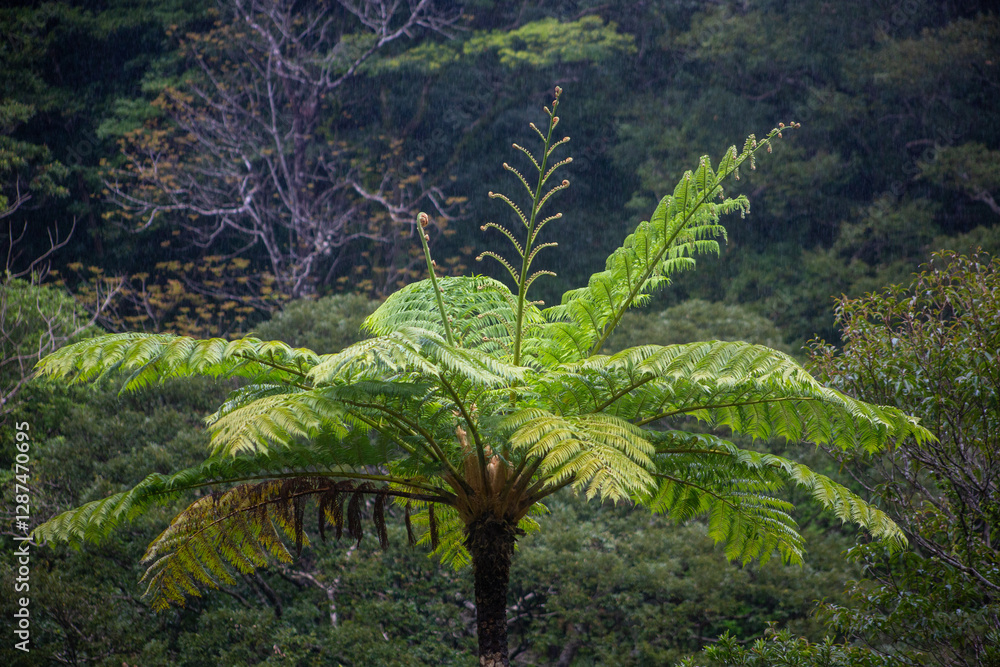 Fototapeta premium 奄美大島、世界自然遺産の森、亜熱帯、森、