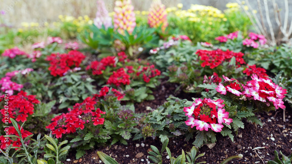 Fototapeta premium Verbena Flowers Growing in Soil