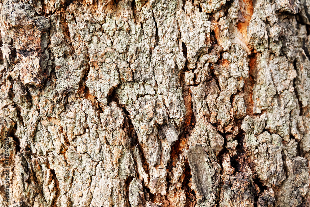 Tree pattern texture. Tree pattern texture.