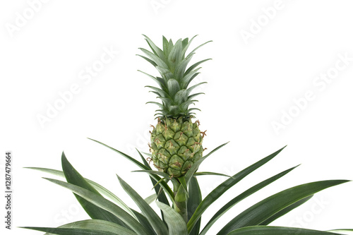 Small unripe pineapple with spiky green exterior and leafy crown stands out against a white backdrop