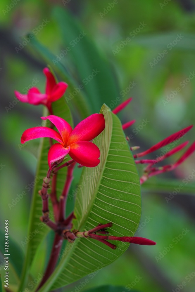 Red Frangipani flower for background image Red Frangipani flower for background image