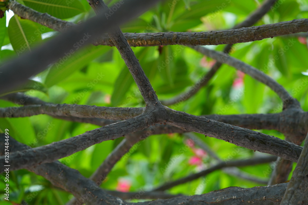 Cross-cut branches for background image Cross-cut branches for background image
