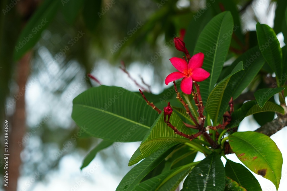 Red Frangipani flower for background image Red Frangipani flower for background image