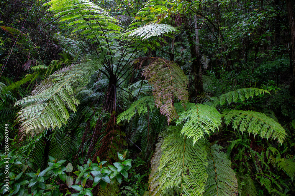 Fototapeta premium 奄美大島、世界自然遺産の森、亜熱帯、森、
