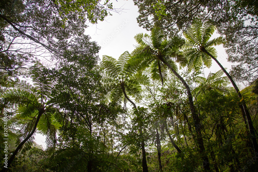 Obraz premium 奄美大島、世界自然遺産の森、亜熱帯、森、