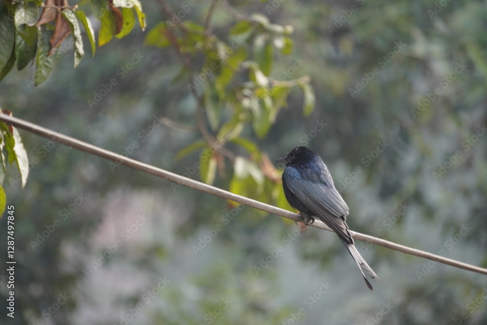 The Black Drongo (Dicrurus macrocercus) is a glossy black, agile, fork-tailed bird known for its aggressive nature, melodious calls, insectivorous diet, and fearless defence of territory. The Black Drongo (Dicrurus macrocercus) is a glossy black, agile, fork-tailed bird known for its aggressive nature, melodious calls, insectivorous diet, and fearless defence of territory.