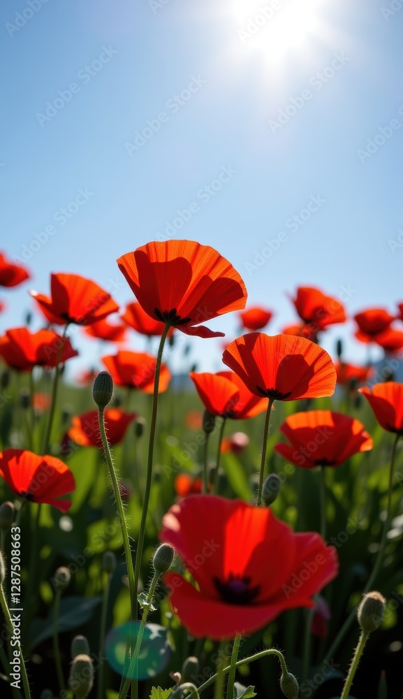 A beautiful field of red tulips and poppies under a blue sky A beautiful field of red tulips and poppies under a blue sky