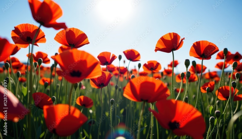 Obraz premium Red poppies sway in a vibrant field under a bright moonlit sky with fluffy clouds at dusk