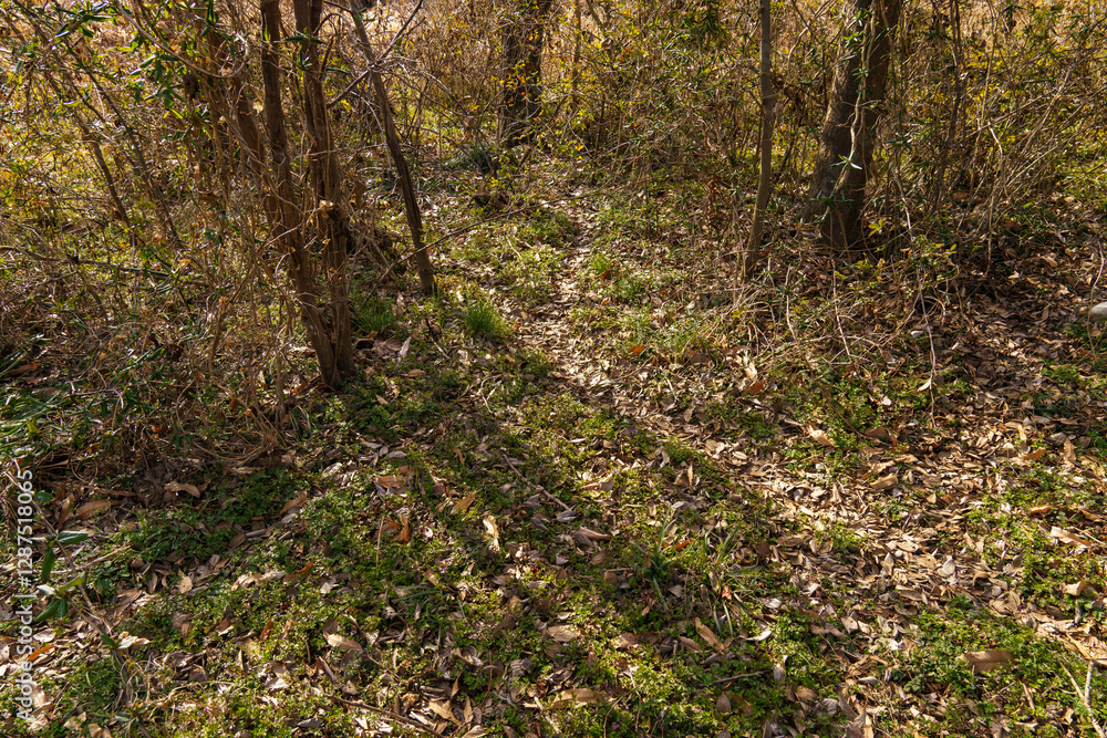 Fototapeta premium 森の中を獣が歩いた後にできた道