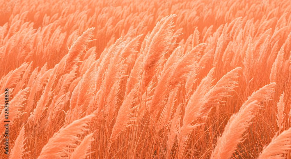 Fototapeta premium Growing pampas grass background with color of the year 2024 peach fuzz.