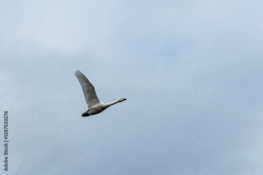 Obraz premium 餌場に向けて飛び立つ白鳥