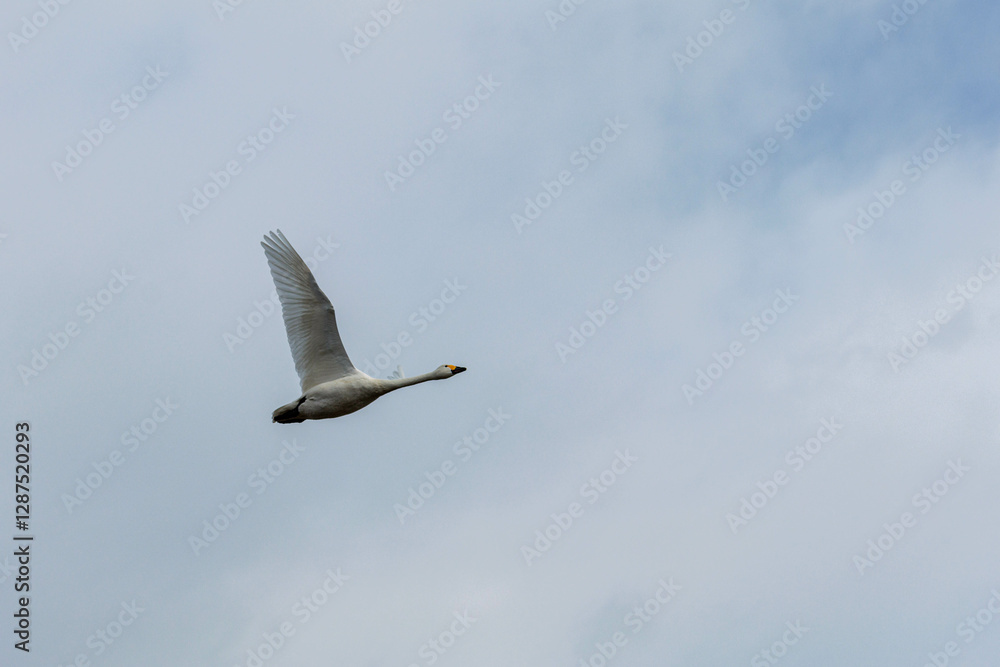 Obraz premium 餌場に向けて飛び立つ白鳥