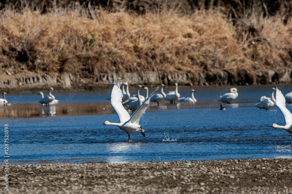 Obraz premium 餌場に向けて飛び立つ白鳥