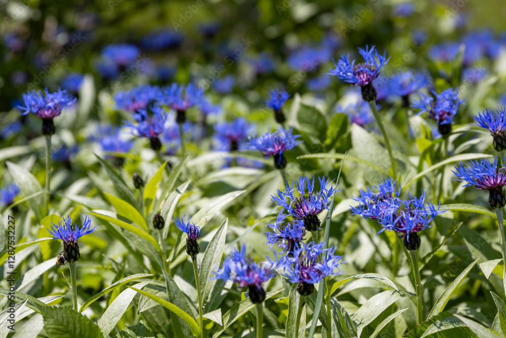 Cornflower (Centaurea). Beautiful blue wildflowers. Shallow depth of field and blurred background. Cornflower (Centaurea). Beautiful blue wildflowers. Shallow depth of field and blurred background.