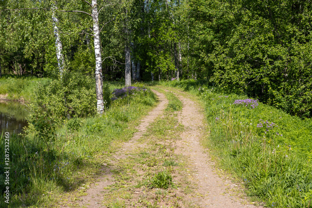 Country road in the forest. Dirt road among trees. Roadsides overgrown with grass. Path to the forest. Traveling and hiking in forest areas. Active recreation in nature.