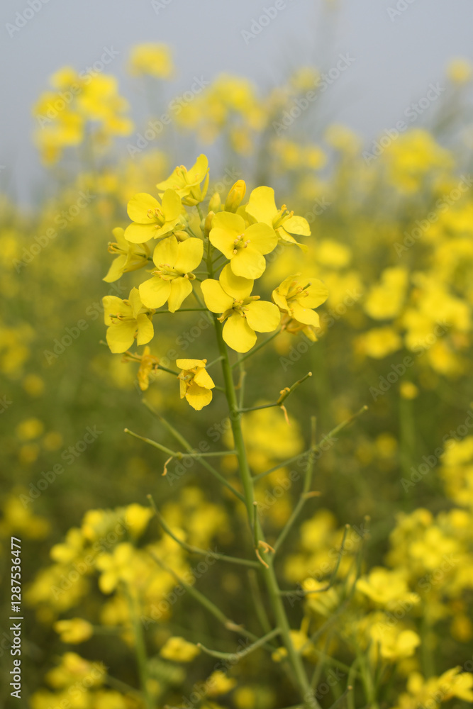 Fototapeta premium Mustard flower field is full blooming, yellow mustard field landscape industry of agriculture, mustard flowers closeup photo, Oil seed crop cultivation in Pakistan, Full Blooming Yellow Mustard Flower