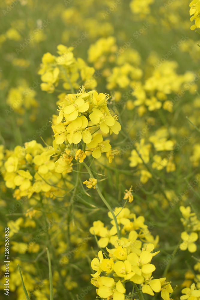 Mustard flower field is full blooming, yellow mustard field landscape industry of agriculture, mustard flowers closeup photo, Oil seed crop cultivation in Pakistan, Full Blooming Yellow Mustard Flower Mustard flower field is full blooming, yellow mustard field landscape industry of agriculture, mustard flowers closeup photo, Oil seed crop cultivation in Pakistan, Full Blooming Yellow Mustard Flower