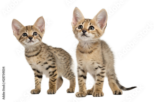 Savannah kittens isolated on white background. Savannah kittens standing in front of white background. Studio photo. Beautiful spotted and striped gold colored Serval Savannah kitten.