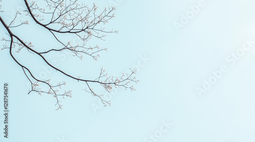 Bare Branch Reach: A solita...