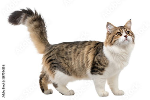 Adult munchkin cat, isolated on white background. Cute munchkin cat standing in front of white background. Studio photo. 