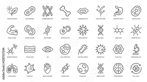 biology science line icon set, muscle fiber nucleus core enzyme active mitochondria