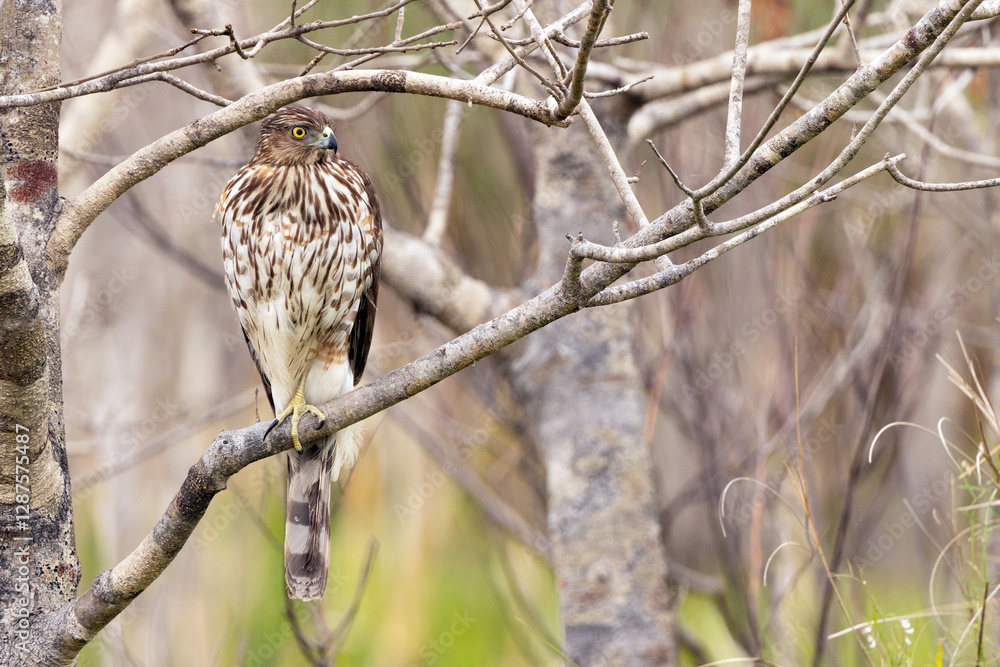 A Cooper's hawk (Accipiter cooperii) in Sarasota, Florida A Cooper's hawk (Accipiter cooperii) in Sarasota, Florida