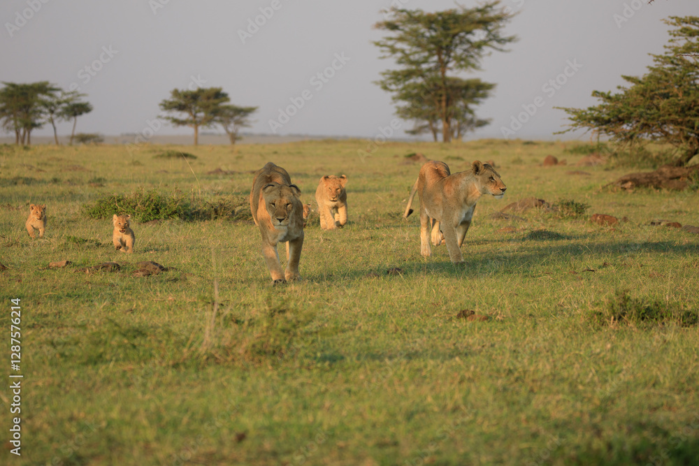 Fototapeta premium A Pride of Lions (panthera Leo) with Cubs in the masai mara, Africa running towards the camera.
