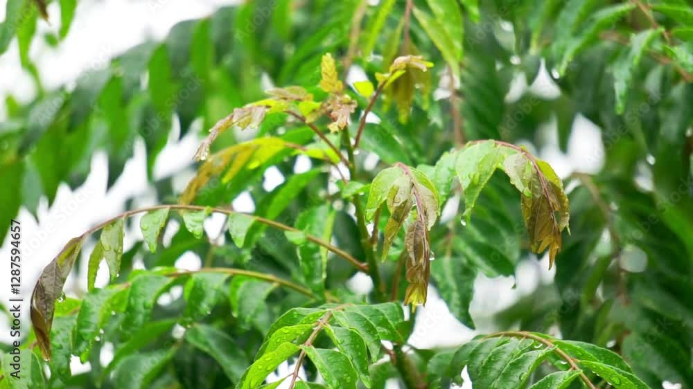 Curry tree (Bergera koenigii, Murraya koenigii, sweet neem, curry leaves, curry leaf tree, curry bush). The fresh leaves are an indispensable part of Indian cuisine and Indian traditional medicines Curry tree (Bergera koenigii, Murraya koenigii, sweet neem, curry leaves, curry leaf tree, curry bush). The fresh leaves are an indispensable part of Indian cuisine and Indian traditional medicines