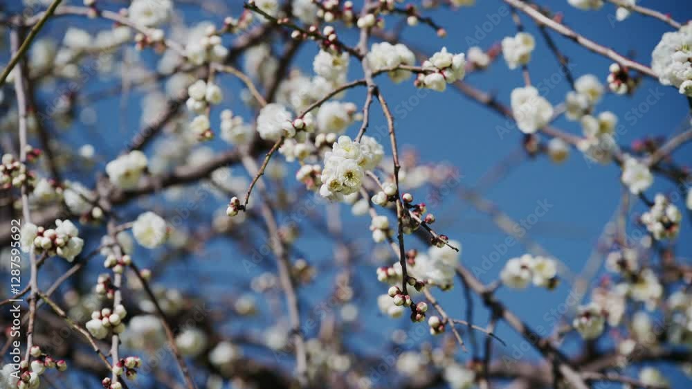 blooming willow branch,Sakura Flowers in Spring. Sakura flowers. 4k blooming willow branch,Sakura Flowers in Spring. Sakura flowers. 4k