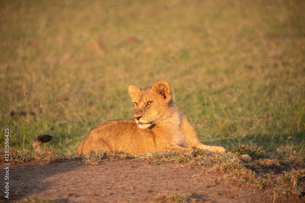 A Lion (panthers leo) cub in the early morning sun, in the Maasai Mara, northern Kenya. A Lion (panthers leo) cub in the early morning sun, in the Maasai Mara, northern Kenya.