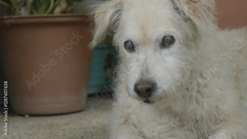 Elderly dog with poor eyesight waiting for buddy