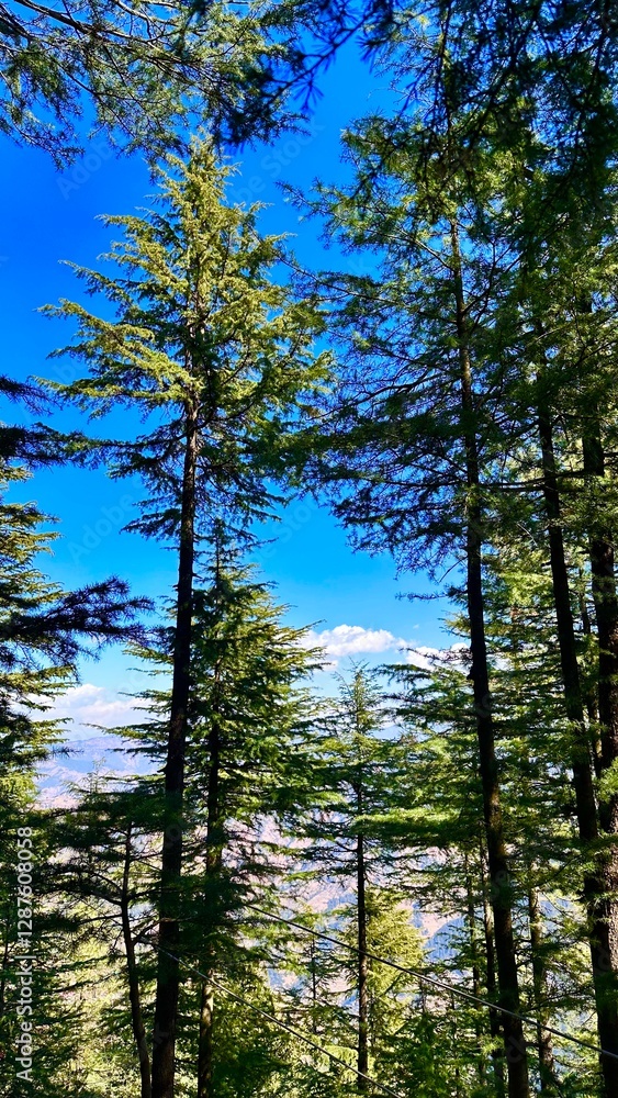 Fototapeta premium Deodar trees of the himalayas