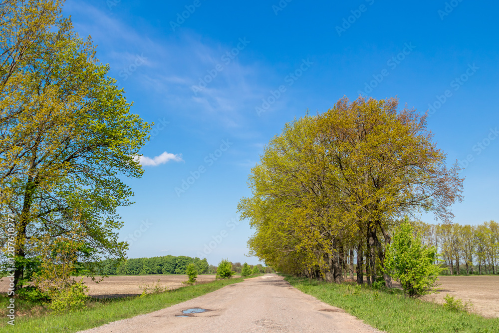A scenic dirt road lined with tall trees covered in fresh green leaves, stretching through the countryside under a clear blue sky. A scenic dirt road lined with tall trees covered in fresh green leaves, stretching through the countryside under a clear blue sky.
