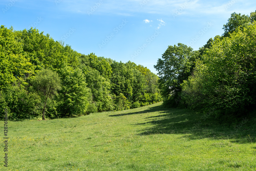 A peaceful grassy meadow surrounded by lush green trees with a clear blue sky above, creating a serene natural landscape. A peaceful grassy meadow surrounded by lush green trees with a clear blue sky above, creating a serene natural landscape.
