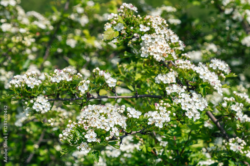 A close-up of a hawthorn tree branch covered in delicate white flowers, surrounded by lush green leaves in a natural setting. A close-up of a hawthorn tree branch covered in delicate white flowers, surrounded by lush green leaves in a natural setting.