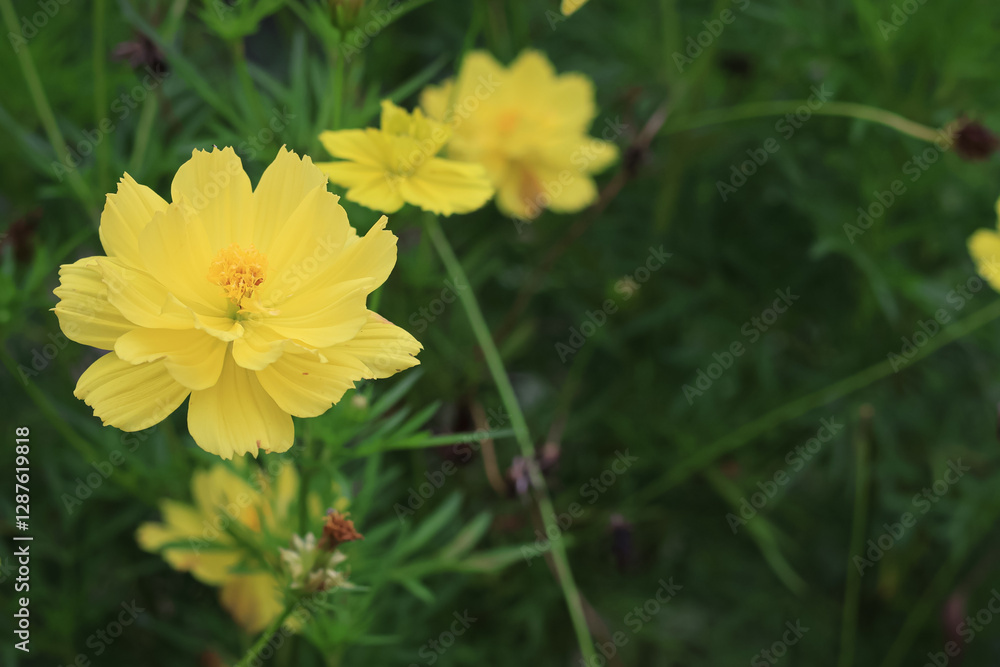 Sulfur kenikir (Cosmos sulphureus) is a flowering plant originating from Mexico and is a natural habitat for the insect Anagrus nilaparvatae Sulfur kenikir (Cosmos sulphureus) is a flowering plant originating from Mexico and is a natural habitat for the insect Anagrus nilaparvatae