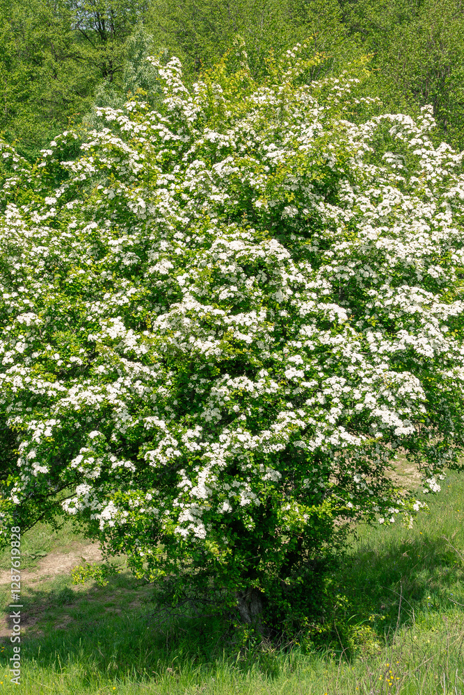 Fototapeta premium A lush hawthorn tree Crataegus monogyna in full bloom.