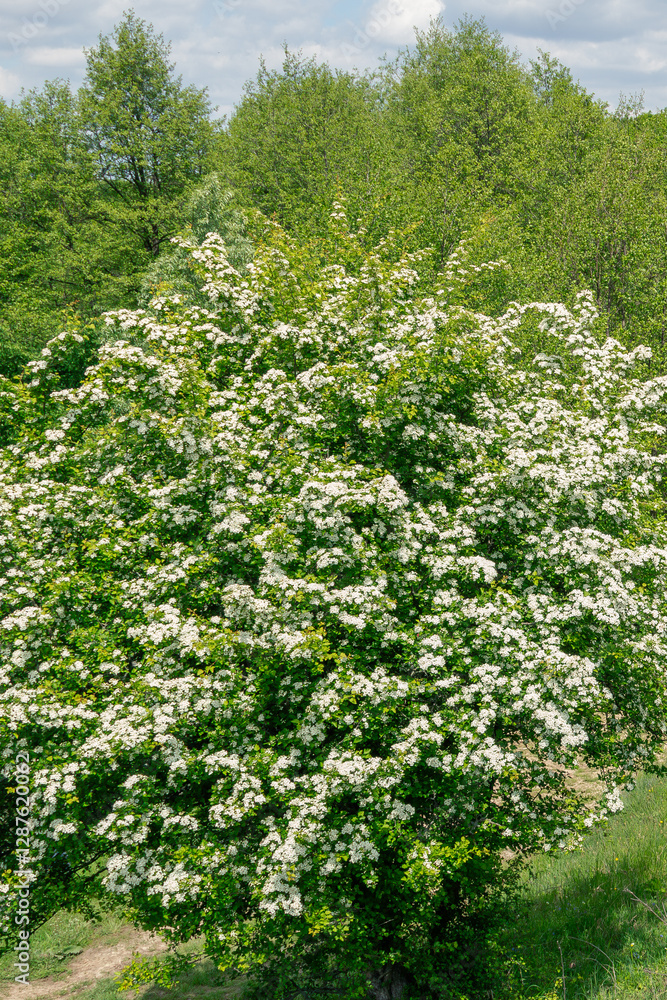 A lush hawthorn tree Crataegus monogyna in full bloom. A lush hawthorn tree Crataegus monogyna in full bloom.