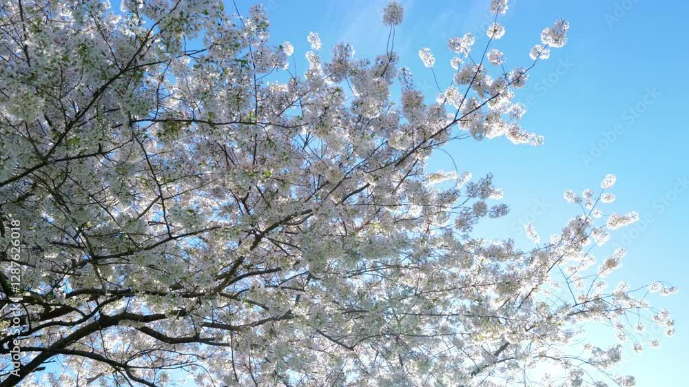 Beauty blossom flowers in spring. Blossom tree in bloom. A spring orchard filled with blossoming trees. White flowers blooming in spring. Blossoming cherry orchard. Cherry blossoms on blue sky. Beauty blossom flowers in spring. Blossom tree in bloom. A spring orchard filled with blossoming trees. White flowers blooming in spring. Blossoming cherry orchard. Cherry blossoms on blue sky.