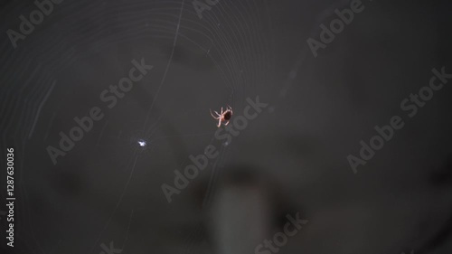 Spider making web