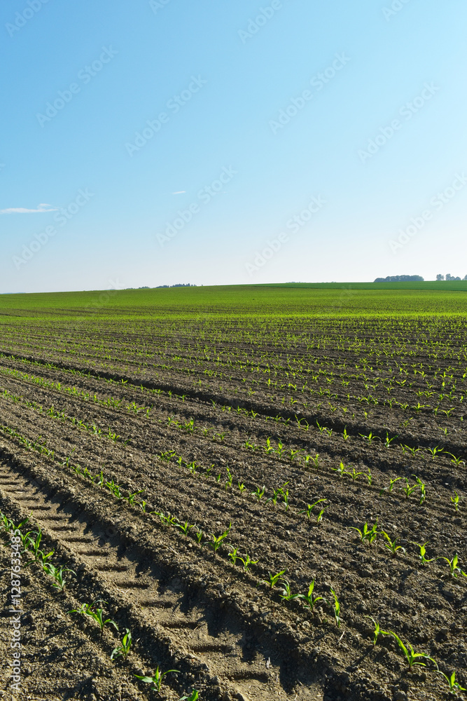 Mais, Zea mays L. nach Auflauf Mais, Zea mays L. nach Auflauf