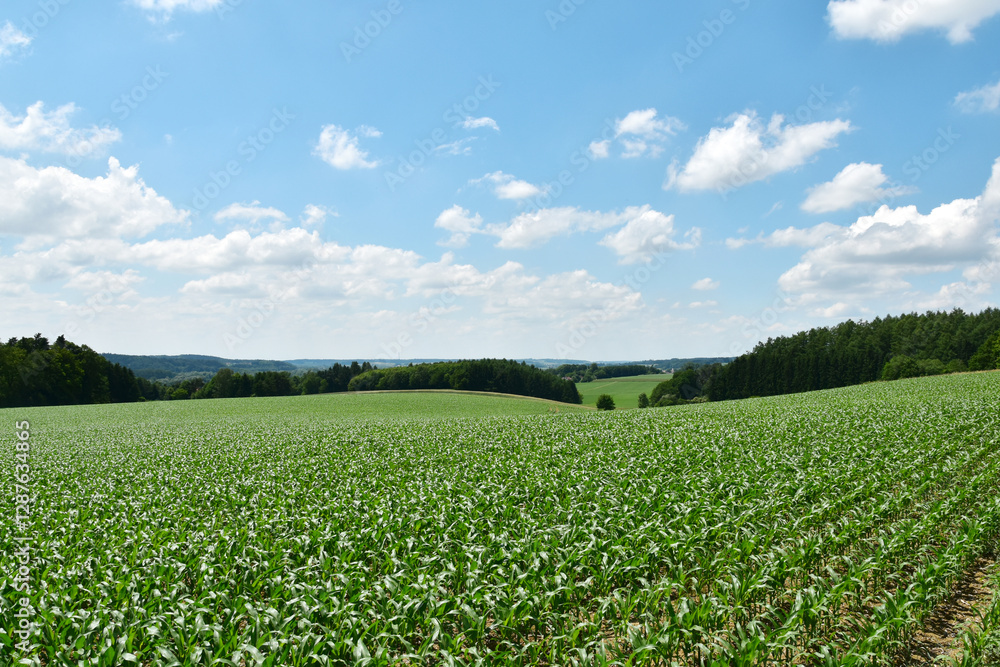 Mais, Zea mays L., Längenwachstum Mais, Zea mays L., Längenwachstum