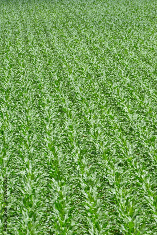 Fototapeta premium Mais, Zea mays L., Längenwachstum