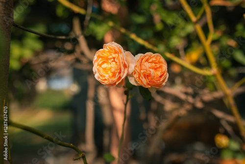 Lush orange double roses growing in cottage garden in vibrant morning sunlight photo